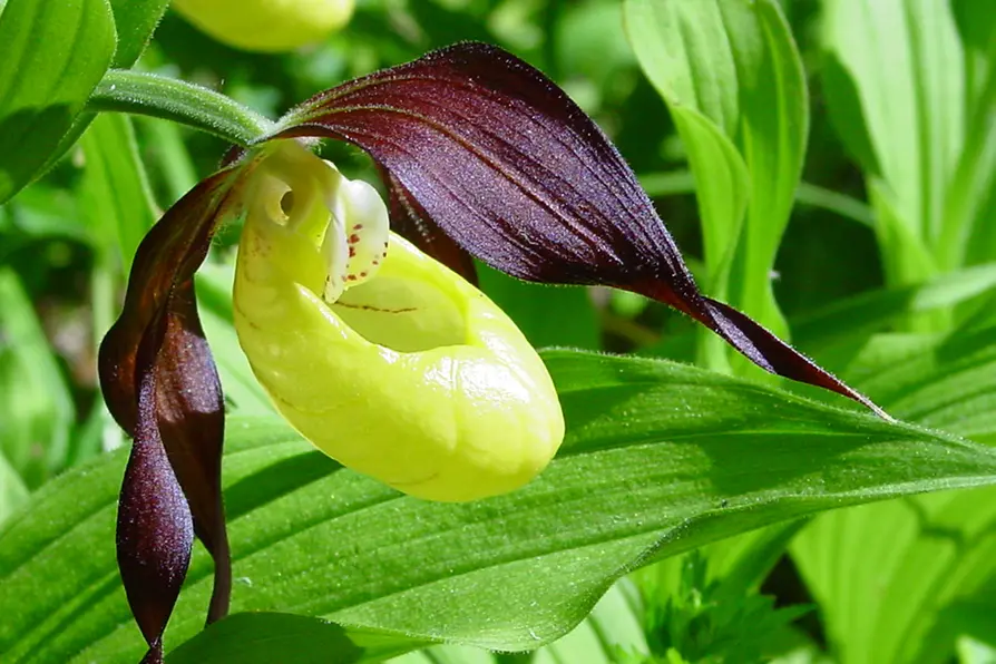 en gul och lila orkidee